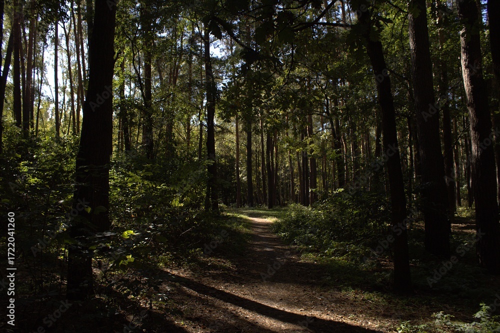 Obraz premium a mysterious path in the thick of the forest