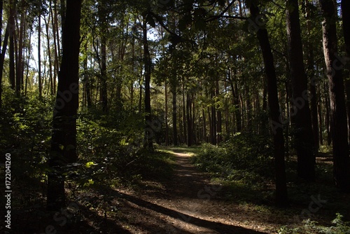 Fototapeta Naklejka Na Ścianę i Meble -  a mysterious path in the thick of the forest
