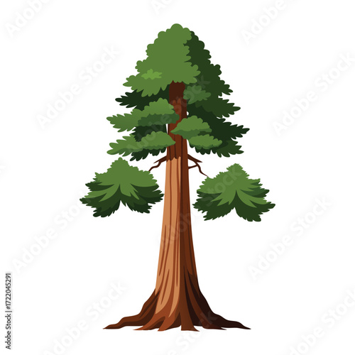 Tall Sequoia Tree Graphic Vector Clipart