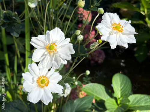 Japanese Anemone Whirlwind white flowers Eriocapitella hupehensis.
