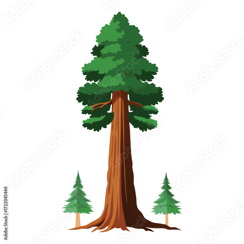 Detailed Redwood Tree Illustration on White Background
