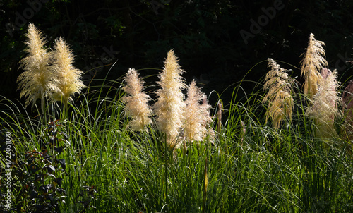 Sunlit pampas grass on dark plant background