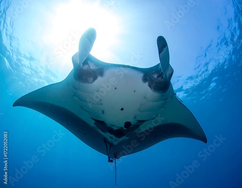 Manta ray, underwater, sunlight