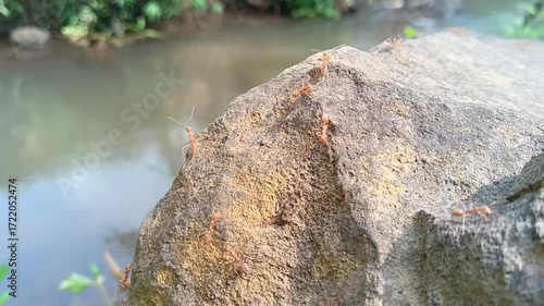 Ants on Rock by the Creek: A Close-up View of Nature's Tiny Workers