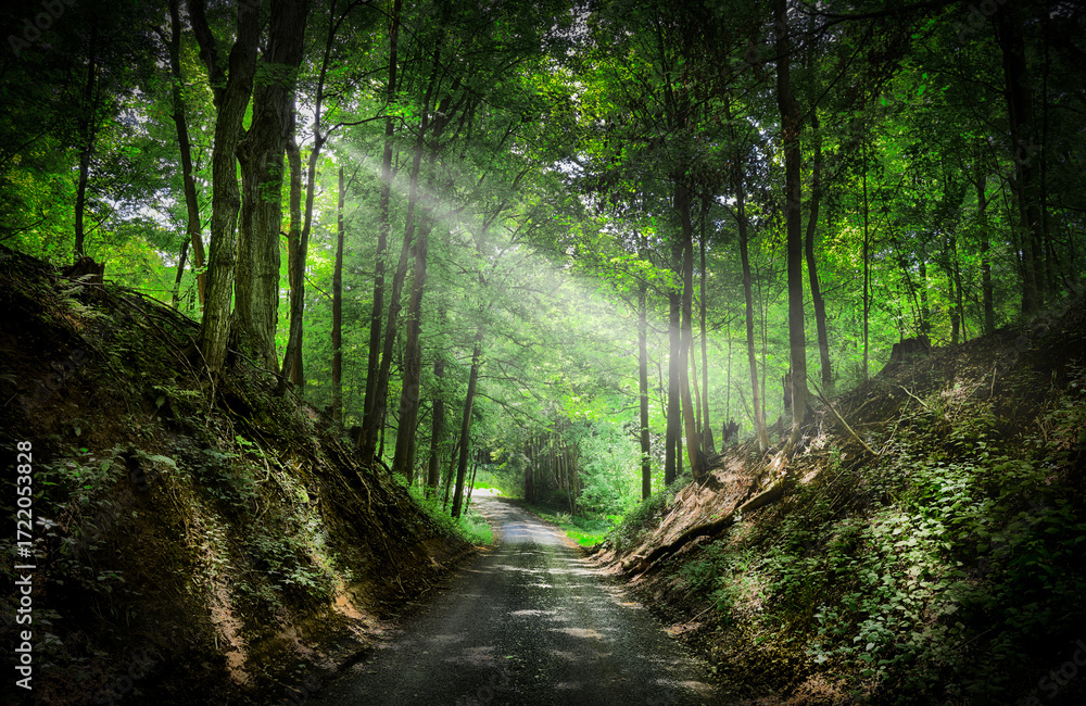 Fototapeta premium A Serene Pathway Through Lush Green Forests and Trees