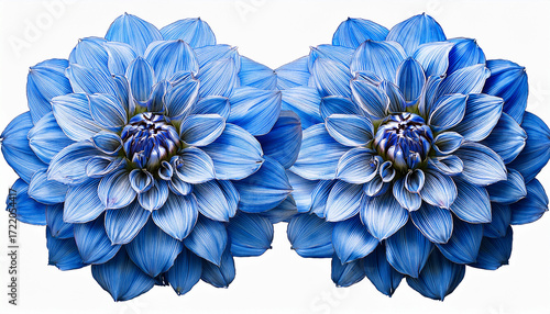 Quadruple Blue Dahlia Blooms Isolated On Transparent Background Floral Design Element Botanical Illustration Dahlia Flowers Blue