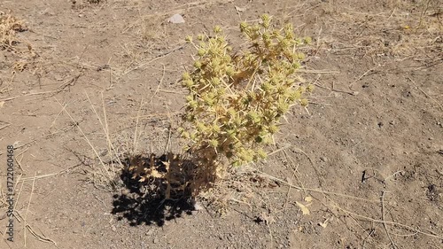 A thorny plant in the Central Anatolian steppe has managed to survive the scorching summer heat.