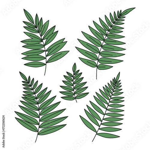 Collection of delicate green fern fronds scattered artfully for botanical decor