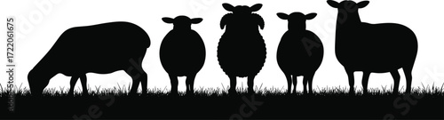 Black silhouette sheep on grass, grazing and standing, wool texture, farm animals, rural scene, minimal design, white background vector illustration