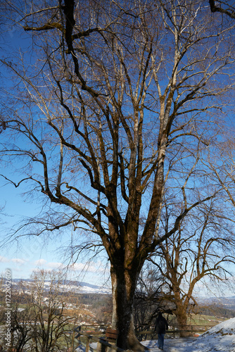 Canvastavla Gran árbol desnudo sobre nieve, con colinas y pueblo lejano bajo un cielo azul luminoso