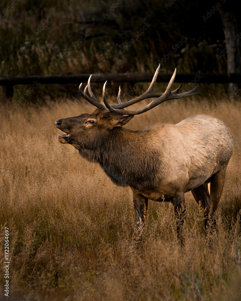 Fototapeta premium Elk Rut King