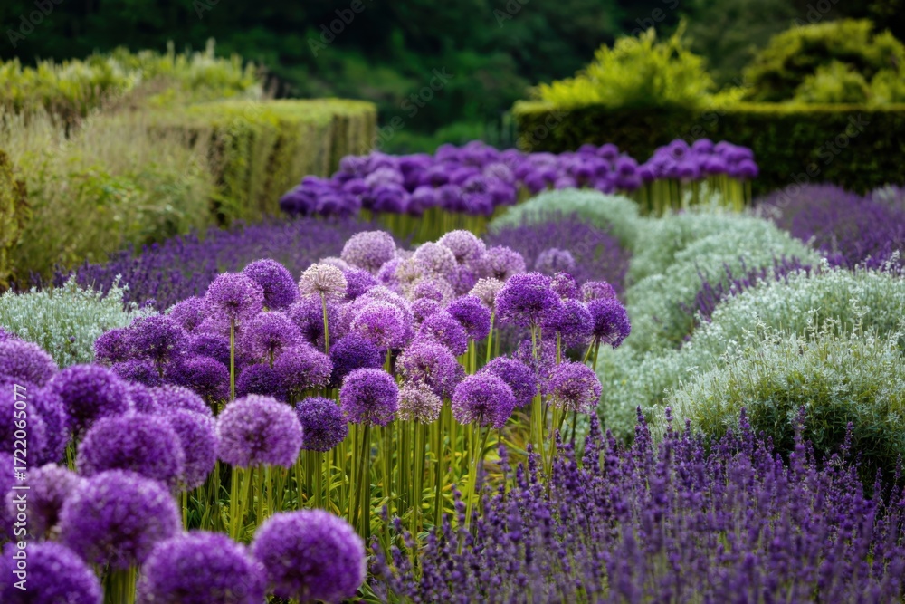 Obraz premium Vibrant purple and green garden with blooming flowers during sunny daytime in a botanical setting showcasing nature's beauty and tranquility