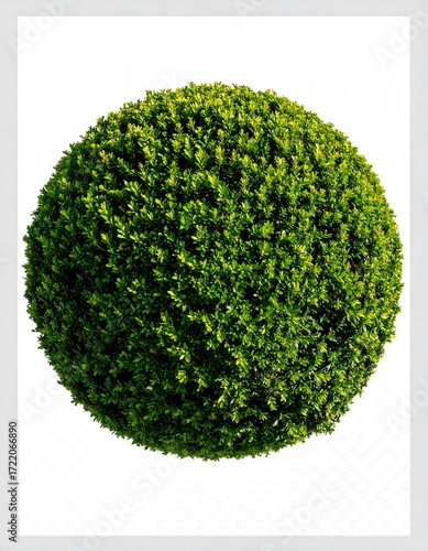 Spherical green bush on white background