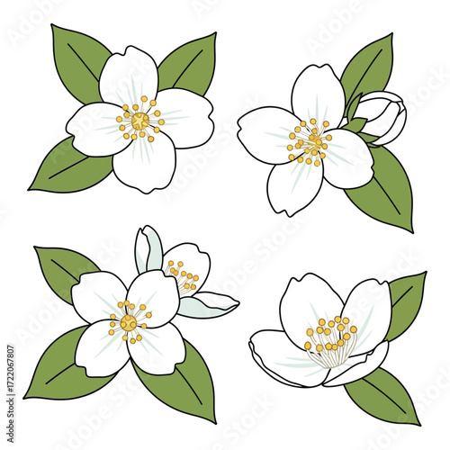 Delicate white jasmine flowers with green leaves artistic rendering collection