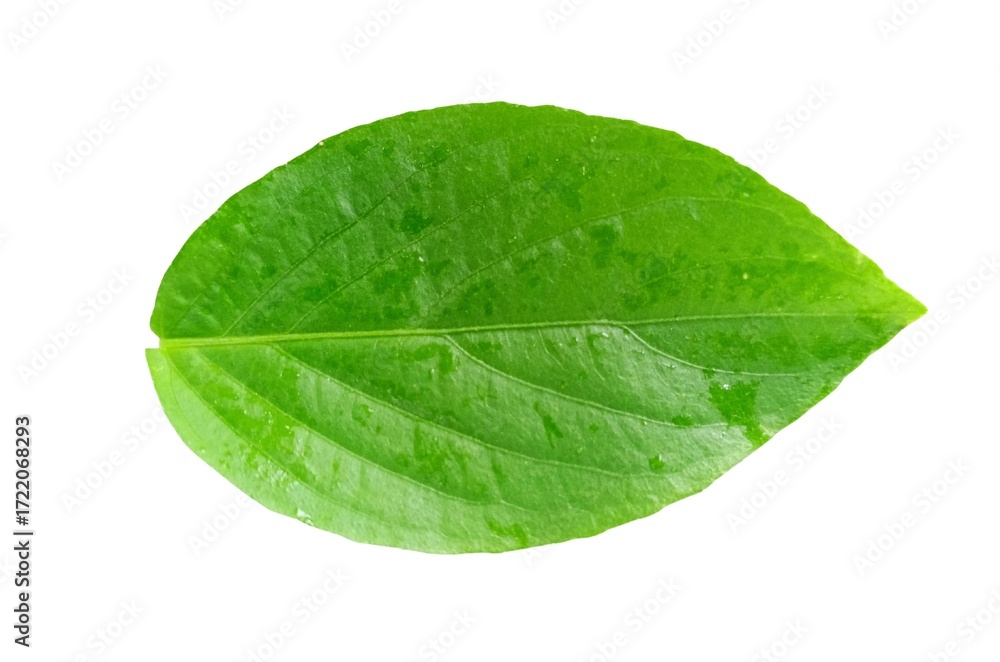Obraz premium Green leaf isolated on white background close up nature plant foliage