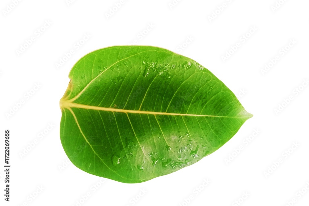 Obraz premium Green leaf isolated on white background close up nature plant foliage