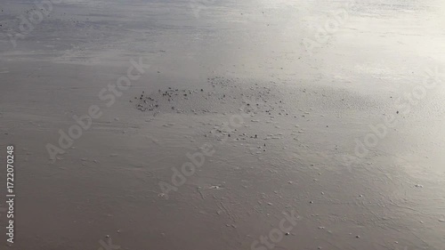 The invasion of the crab army. Appetitive behaviour. Crabs quickly run out of depths into shallow waters when tide is out. Crabs quickly burrow into sand when danger. South China Sea. Borneo Island