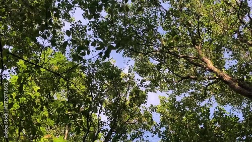 forest, summer sunny day, tall trees swaying overhead, low angle view