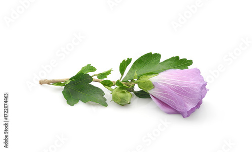 Lilac hibiscus syriacus or rose mallow flower with leaves isolated on white background