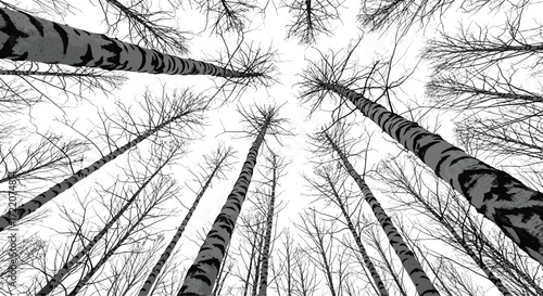 Upward view of tall leafless trees with bare branches, black and white forest illustration, dramatic nature perspective, winter silhouette art
