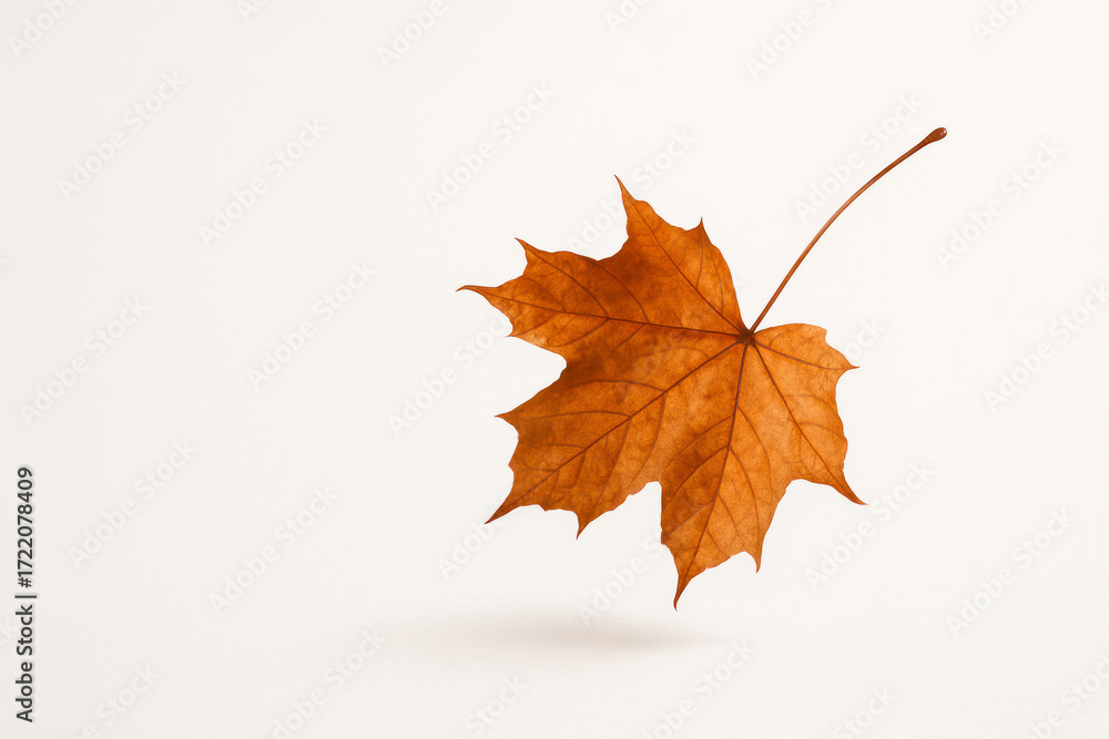 Fototapeta premium Autumn maple leaf. Space for text.