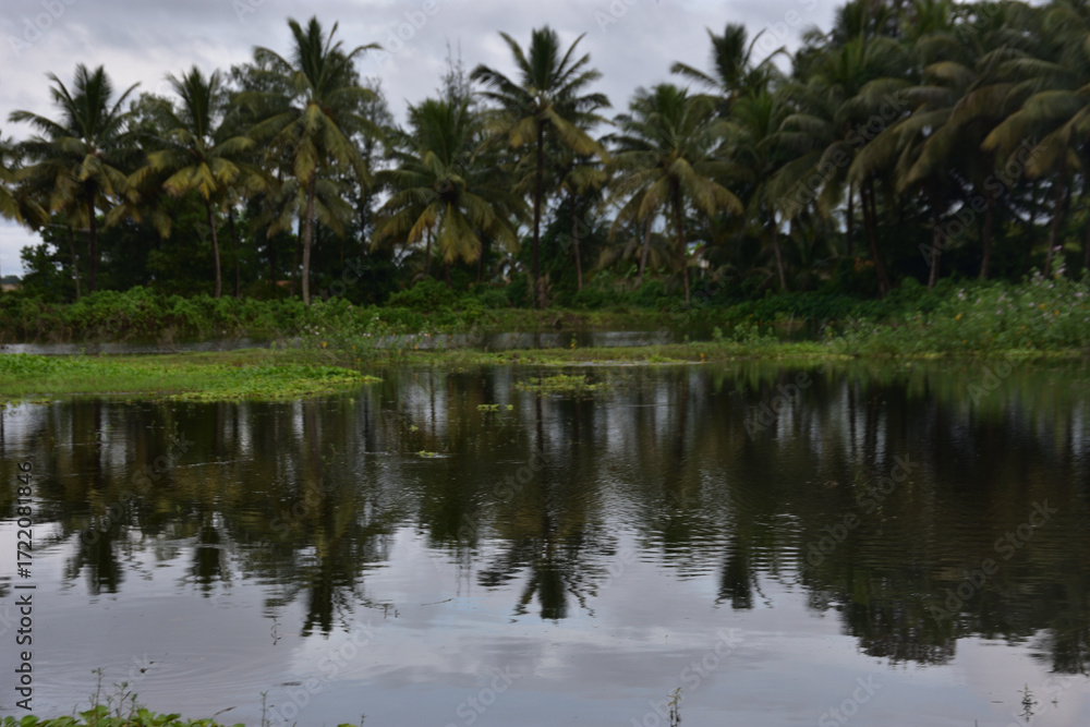 Obraz premium Coconut Trees Reflected in Pond with Water Hyacinth
