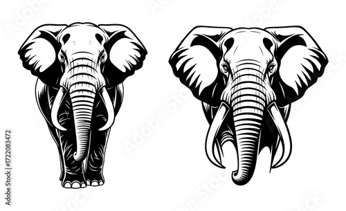 Vector art of front view of elephant head and full body, vector illustration
