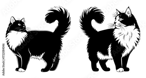 Vector art of two black and white cats standing gracefully, showcasing their elegant fur