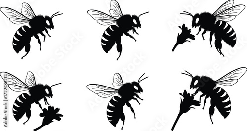 Set of honey bee silhouettes in flight and on flowers, black insect vector illustration isolated on white background for design use