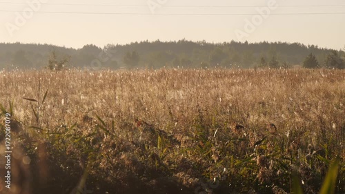 meadow in autumn on a sunny morning