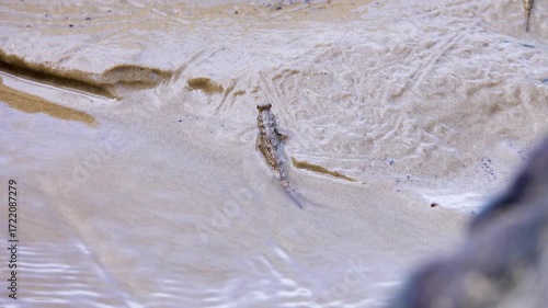 Muddy jumper, jumping gobies (Periophthalmidae) on a sandy beach in the South China Sea, Borneo Island. These fish species use different habitats.