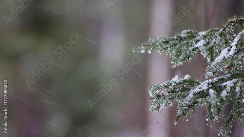 Snowy winter weather in the forest. Wind blows snow from fir tree branches, snowfall. Winter is coming. Slow motion, 4K. Merry Christmas concept and a Happy New Year.