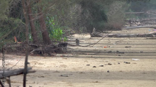 Crab-eating macaque (Macaca fascicularis) in rainforesn and sea coast of Borneo Island. Monkeys search for floatsam from the sea at low tide, including numerous crabs Dotilla