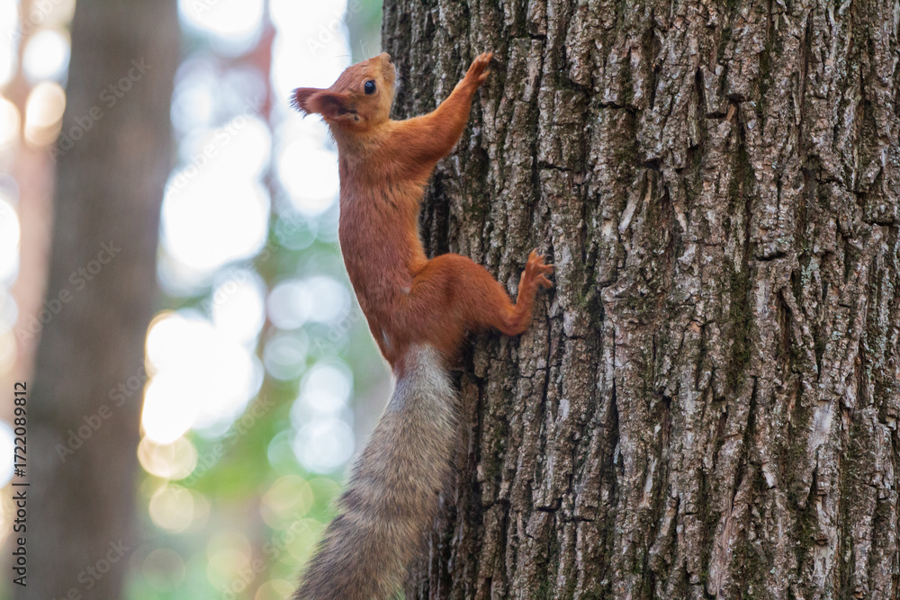 Fototapeta premium Red Squirrel Climbing a Tree Trunk