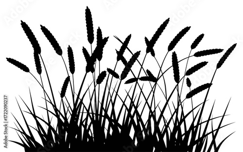 Black Silhouette Vector Illustration of Prairie Grass with Tall Blades and Feathery Plumes, Wild Meadow Plant Design for Nature, Rural Landscape, or Outdoor Background Themes