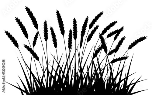 Black Silhouette Vector Illustration of Prairie Grass with Tall Blades and Feathery Plumes, Wild Meadow Plant Design for Nature, Rural Landscape, or Outdoor Background Themes