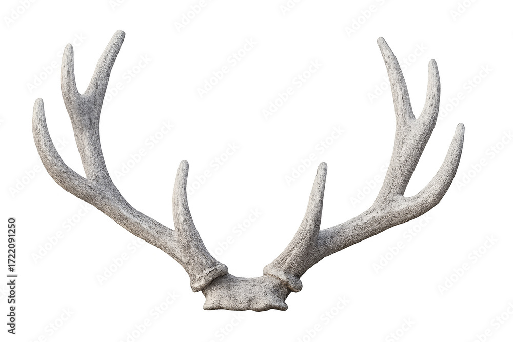 Fototapeta premium Deer antler rack isolated with transparent background