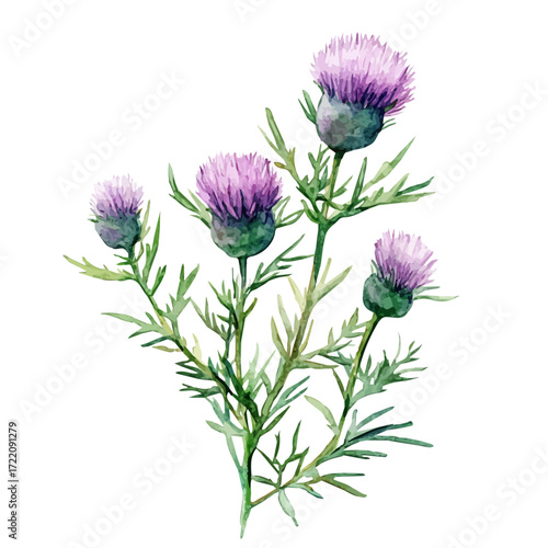 Scottish Indie Comedy, watercolor vector, isolated on a white background.