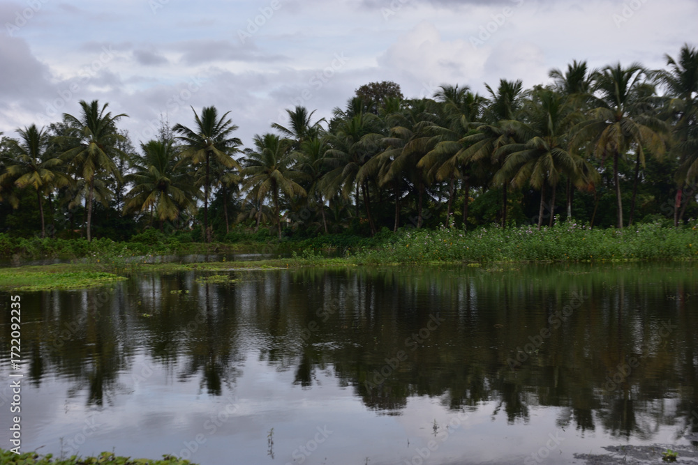 Obraz premium Coconut Trees Reflected in Pond with Water Hyacinth