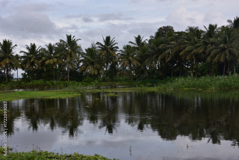 Obraz premium Coconut Trees Reflected in Pond with Water Hyacinth