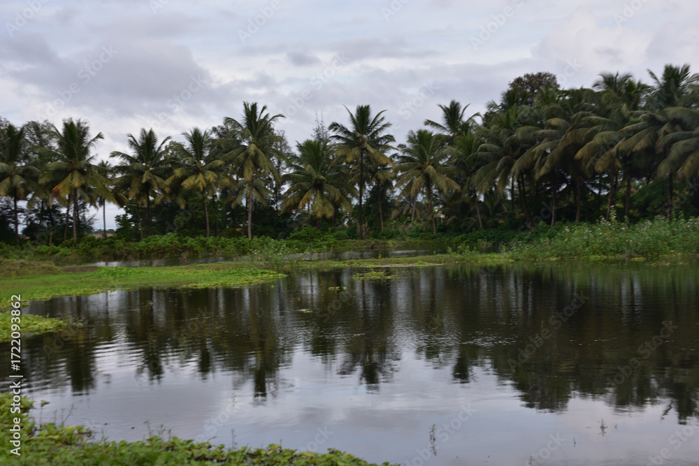Obraz premium Coconut Trees Reflected in Pond with Water Hyacinth