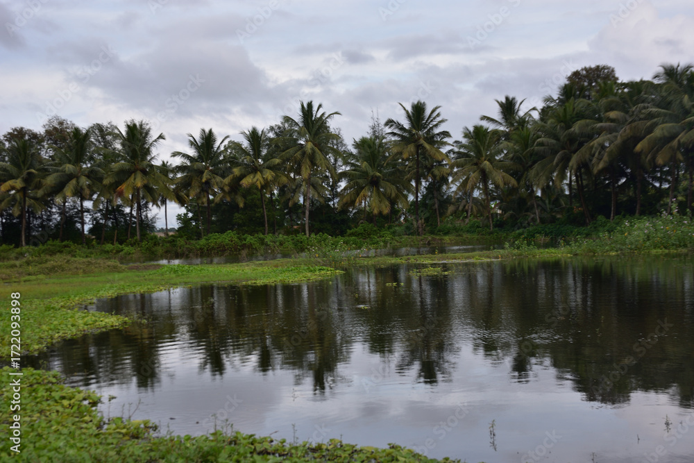 Obraz premium Coconut Trees Reflected in Pond with Water Hyacinth