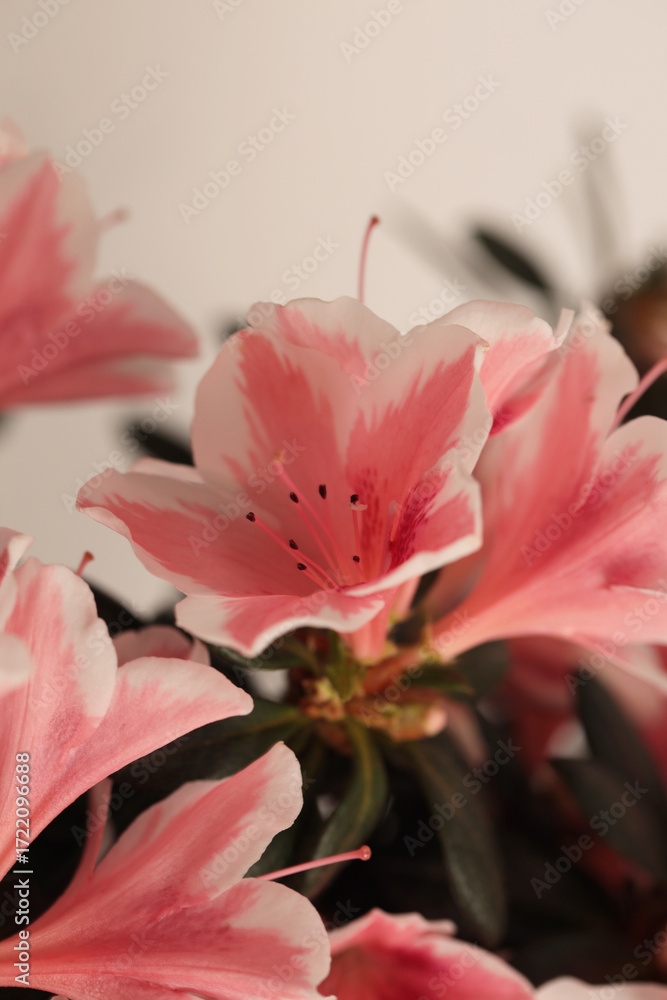 Fototapeta premium Smoke close-up selective soft focus cream pink Azalea Flower Petal bud bouquet. Macro blur natural beige gray background.