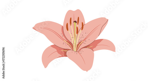 A single pink lily flower with visible pollen and delicate petals