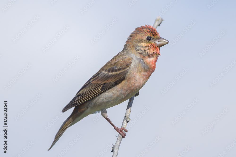 Fototapeta premium Common rosefinch (Carpodacus erythrinus)