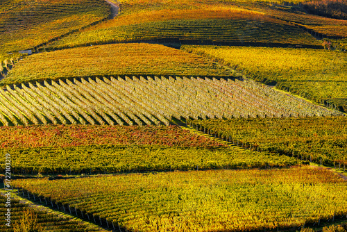 Colorful autumnal vineyards grow on the hills in Piedmont, Italy.
