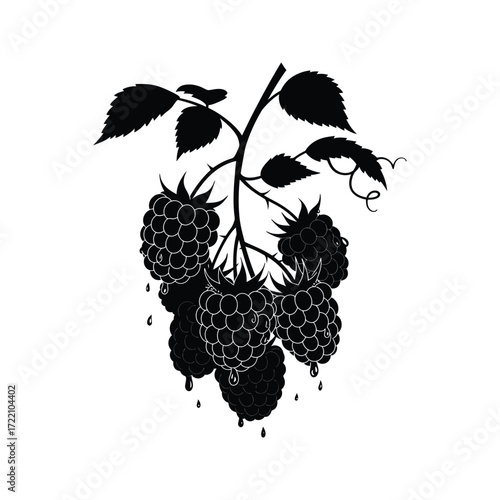 Juicy Raspberries on the Branch Black and White Silhouette Illustration