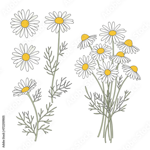 A delicate illustration of chamomile flowers with detailed leaves and stems.