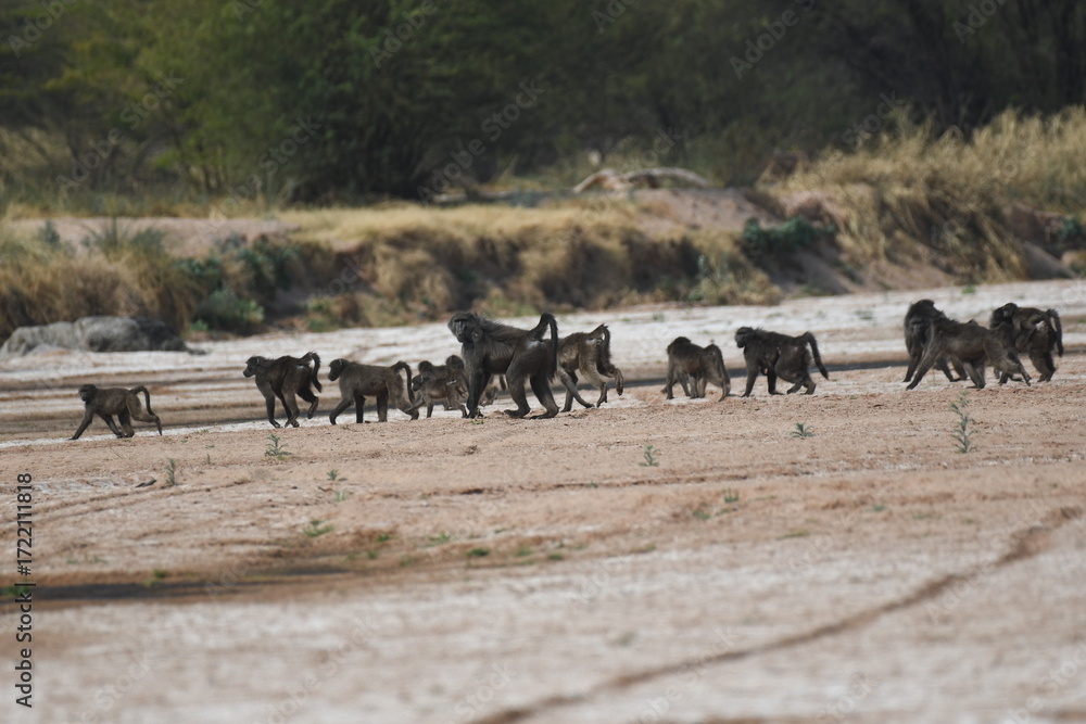 Obraz premium Los baduinos cruzan el rio seco, Omaruru, Namibia