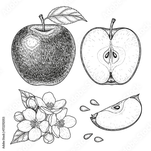 A beautiful detailed sketch showcasing a whole apple a sliced apple apple blossoms and a wedge of apple with seeds.